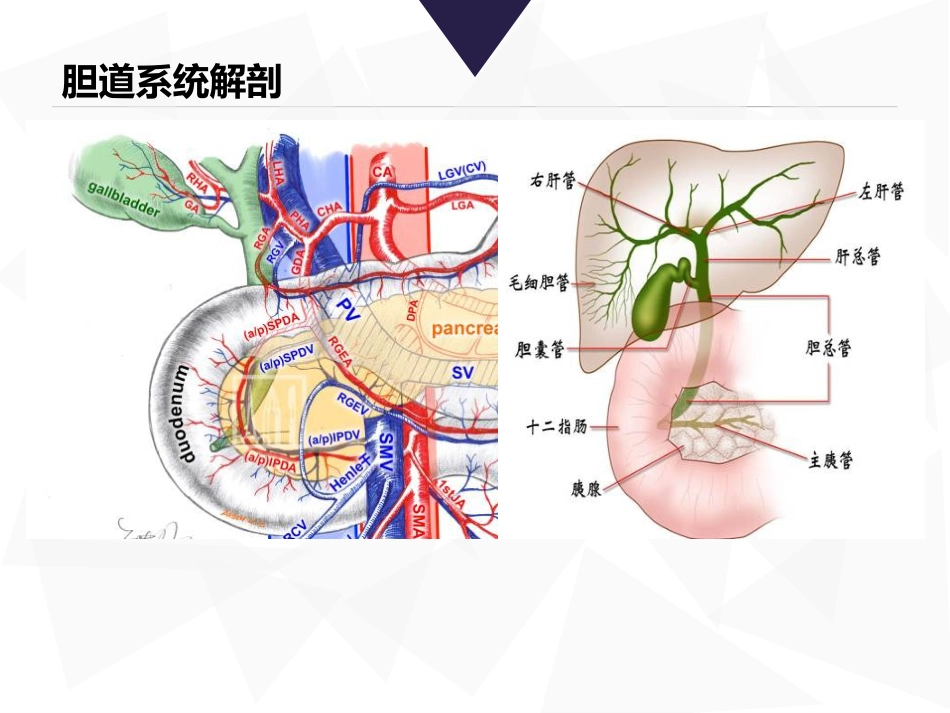 胆道镜课件_第2页