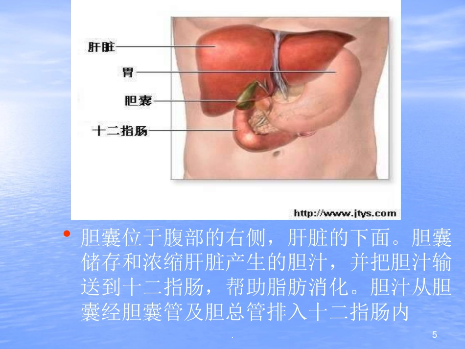 胆结石PPT幻灯片_第5页