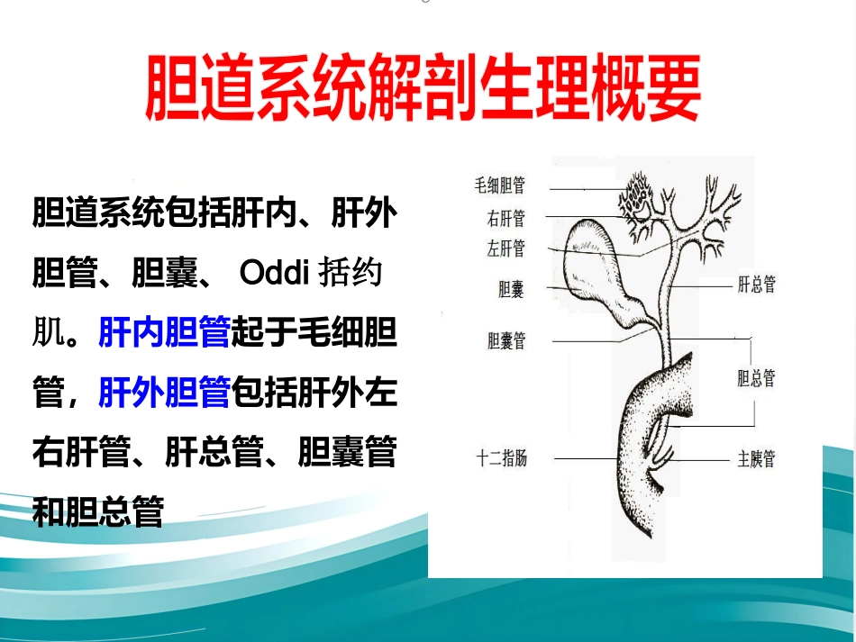 胆道系统疾病检查_第2页