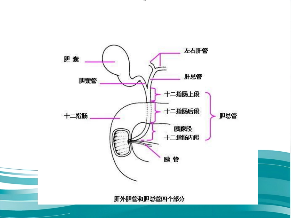胆道系统疾病检查_第3页