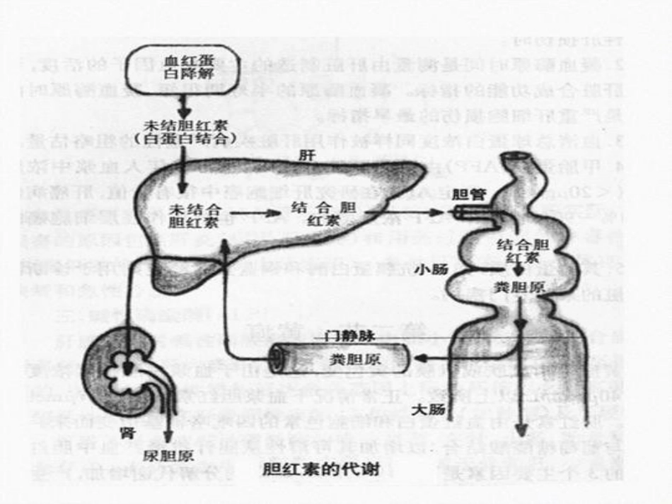 常规实验室检查解读肝功_第15页