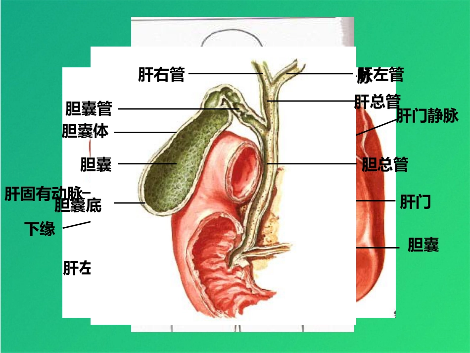 常规实验室检查解读肝功_第2页