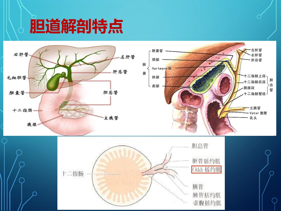 胆结石诊疗的新进展_第2页