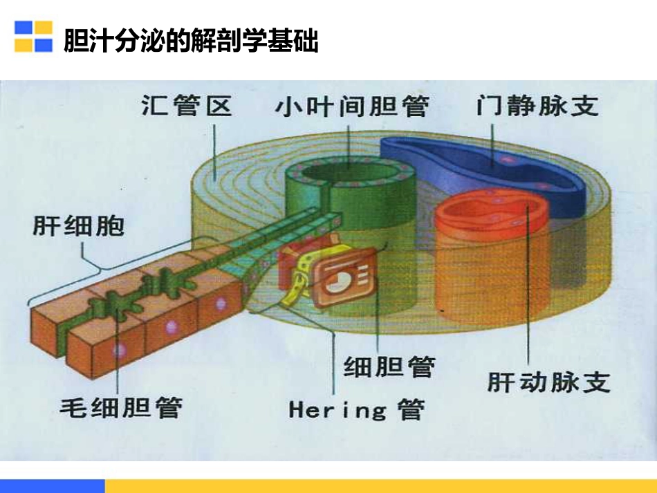 胆汁淤积性肝病的治疗策略_第3页