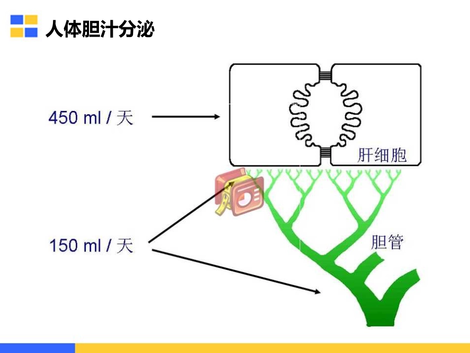 胆汁淤积性肝病的治疗策略_第4页