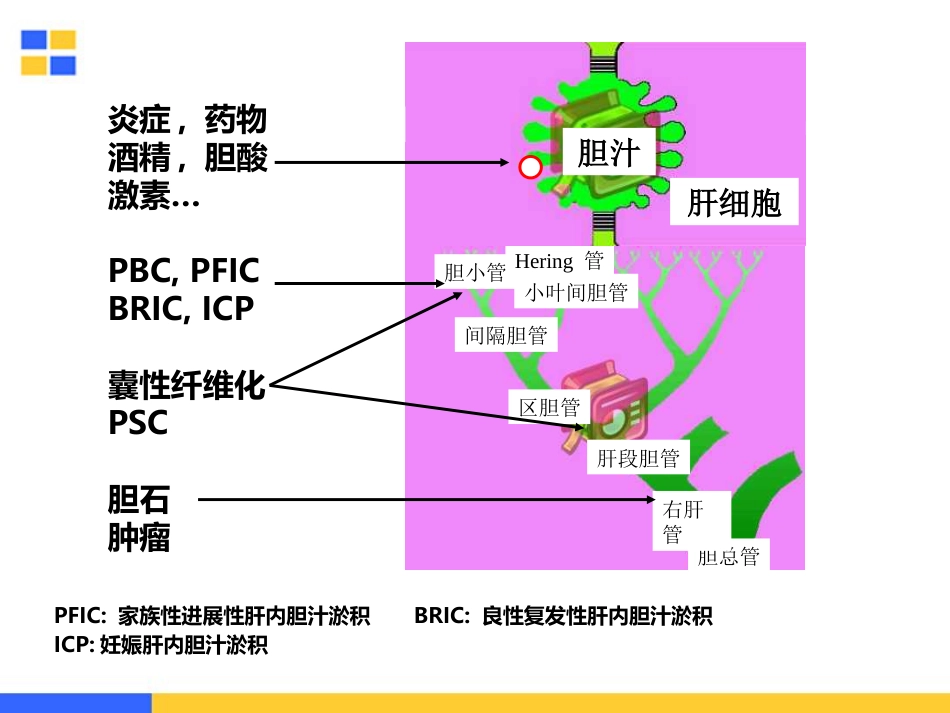 胆汁淤积性肝病的治疗策略_第6页