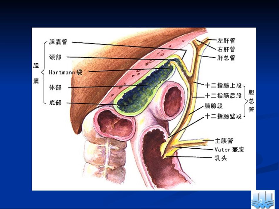 胆道疾病ppt课件(1)_第3页