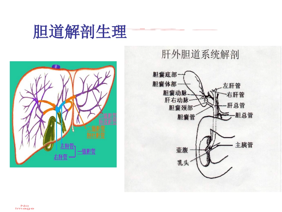 胆道疾病(1)_第2页