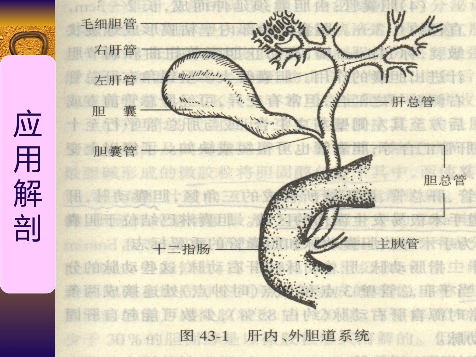 胆道疾病(3)_第2页
