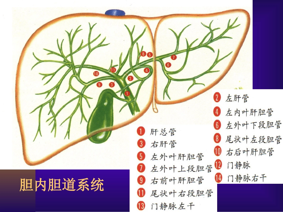 胆道疾病(3)_第3页