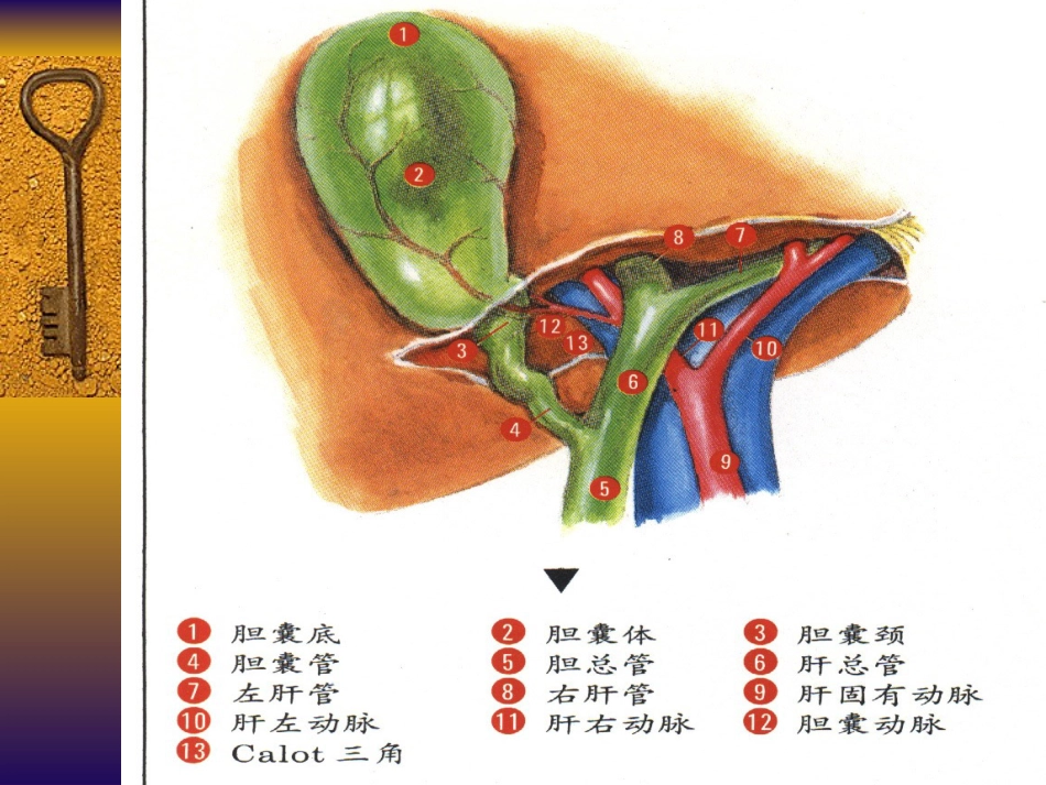 胆道疾病(3)_第5页