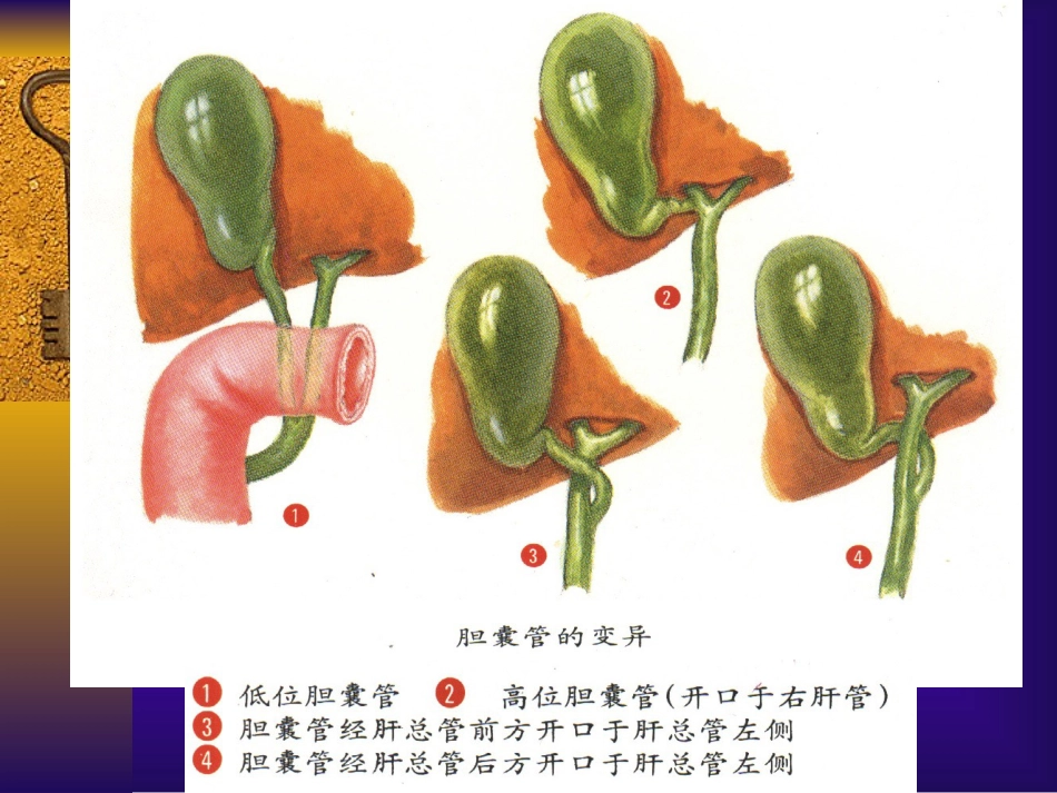 胆道疾病(3)_第6页