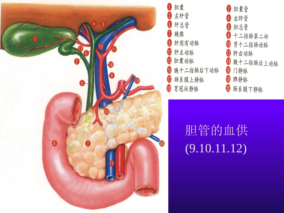 胆道疾病(3)_第7页