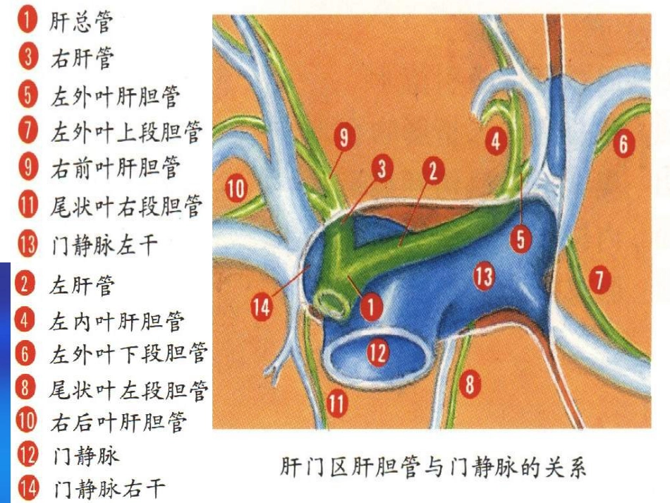 胆道疾病(4)_第10页