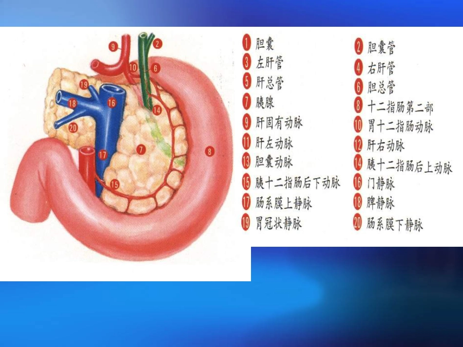 胆道疾病(4)_第15页