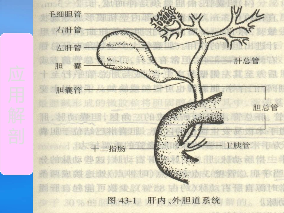 胆道疾病(4)_第3页