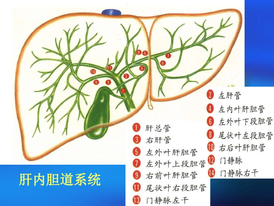 胆道疾病(4)_第7页