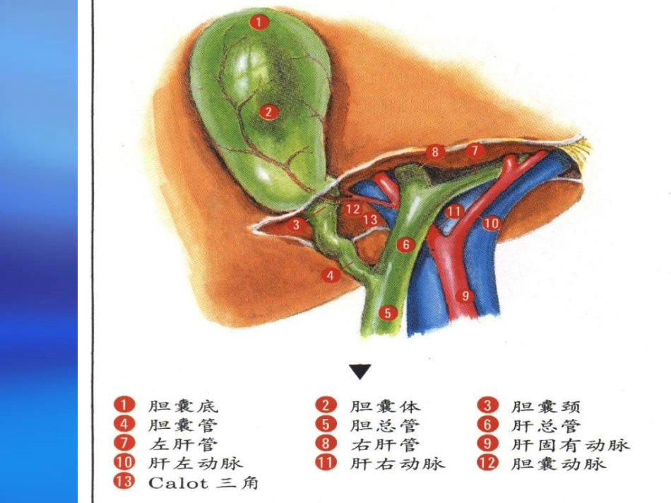 胆道疾病(4)_第9页
