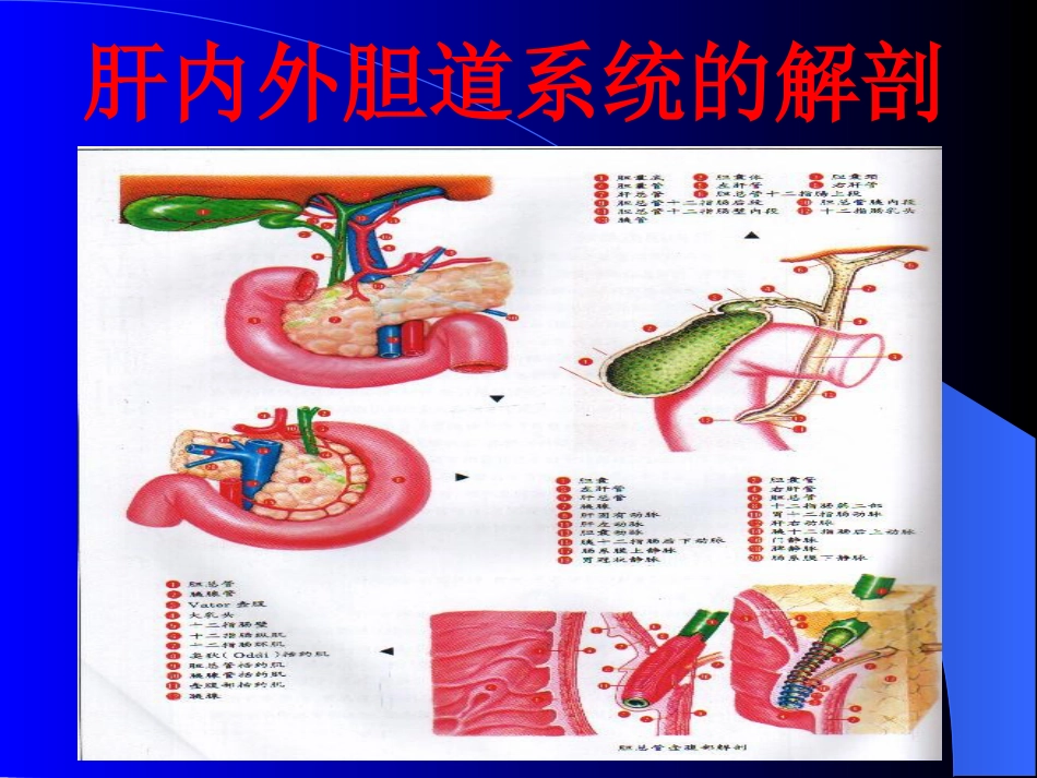 胆道疾病(5)_第2页