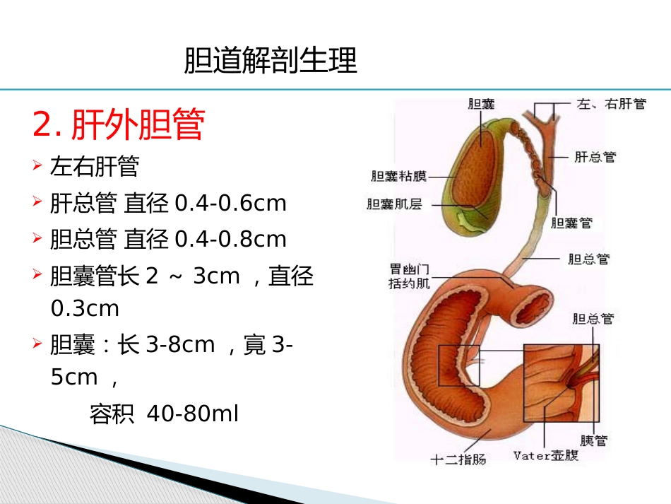 胆道疾病(6)_第4页
