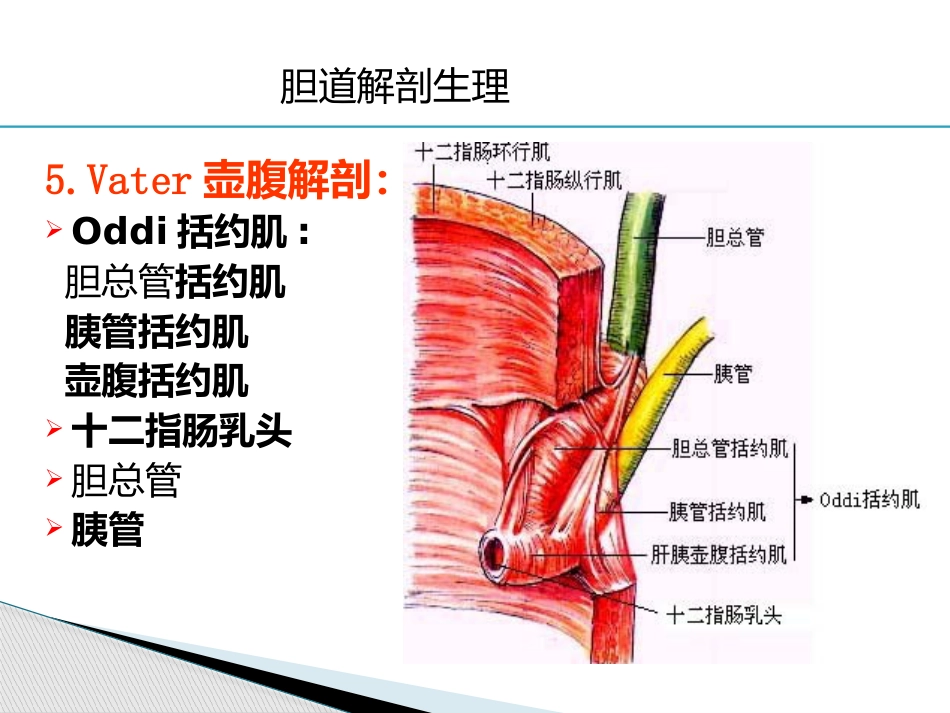 胆道疾病(6)_第7页