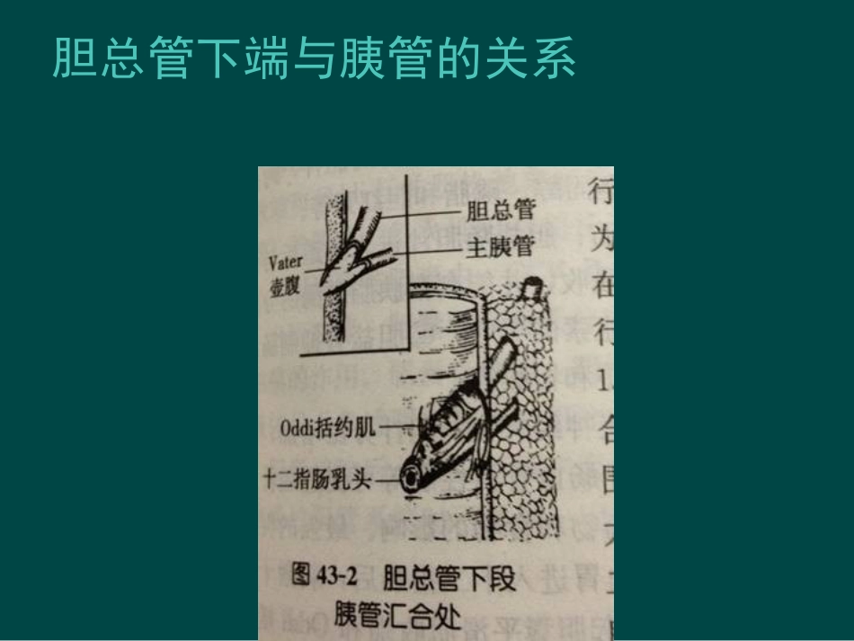 胆道疾病(9)_第6页