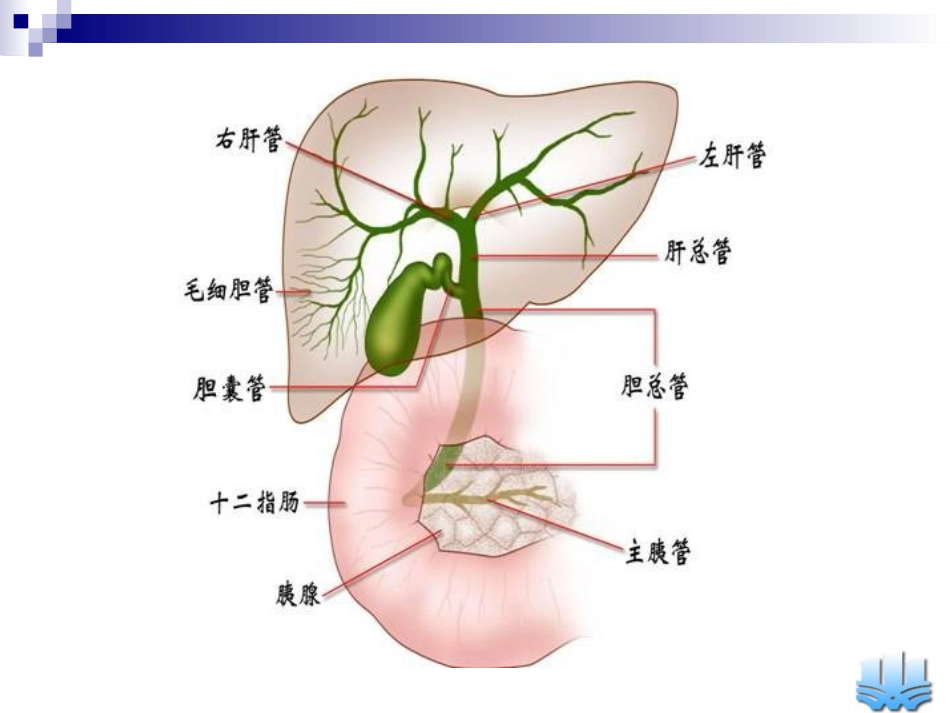 胆道疾病(10)_第4页
