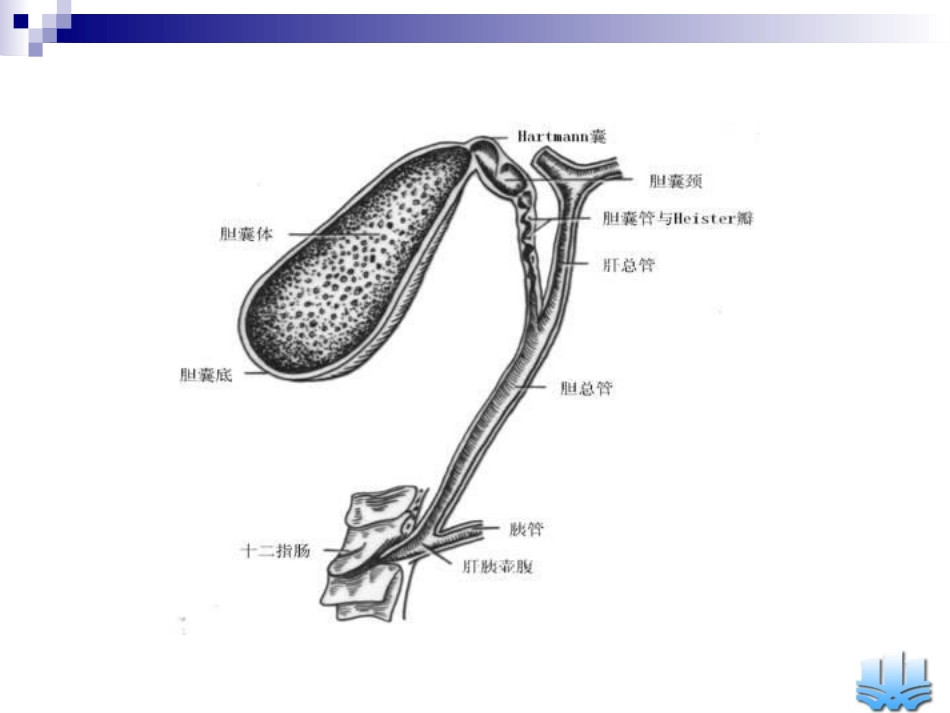 胆道疾病(10)_第5页