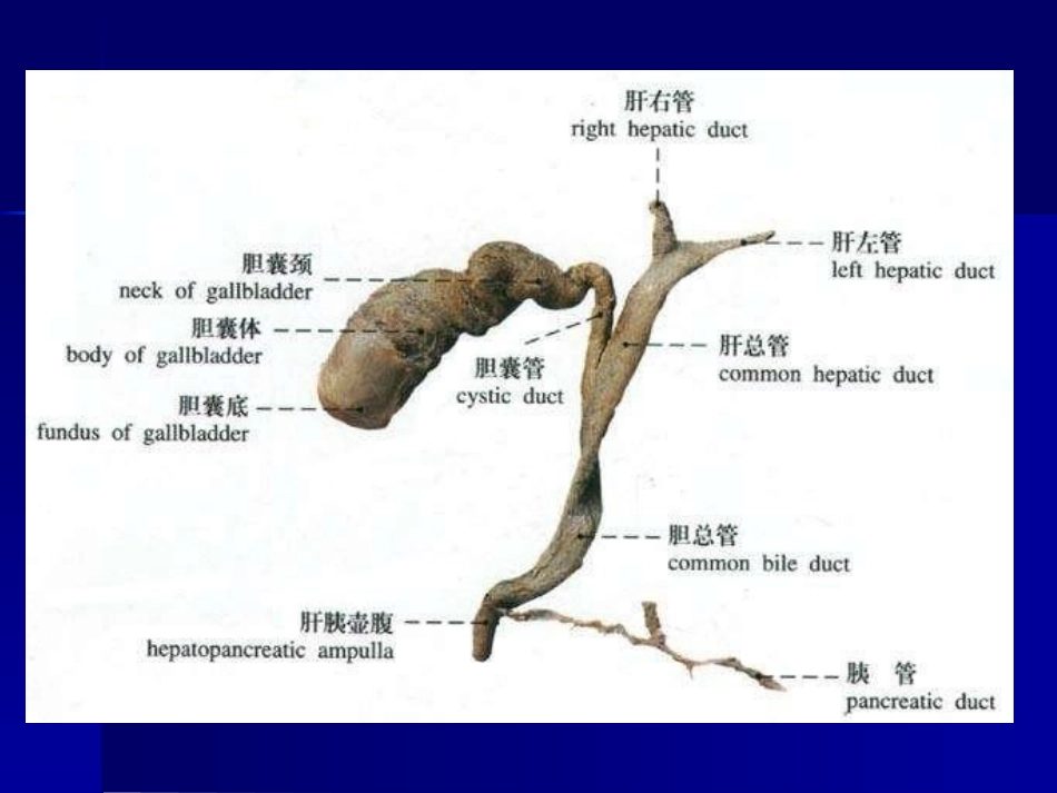胆道疾病(11)_第3页