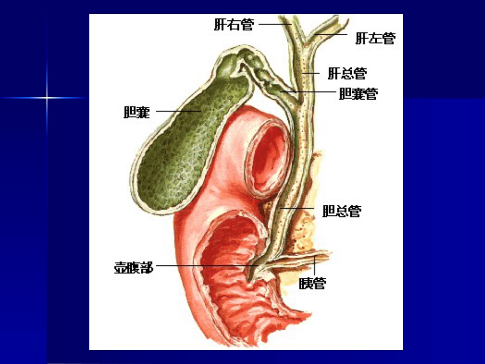 胆道疾病(11)_第4页