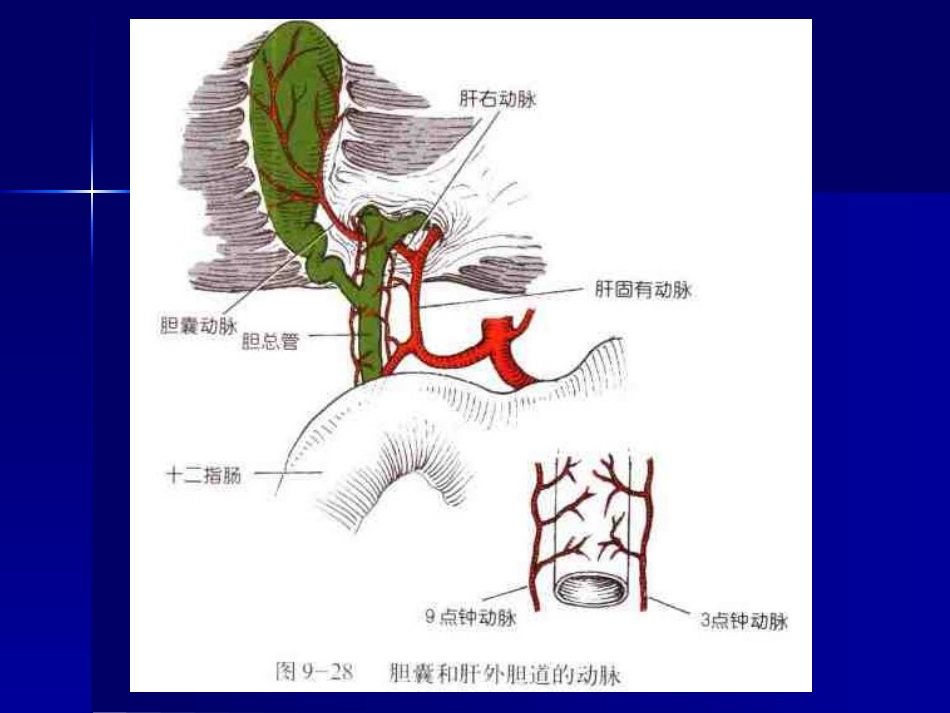 胆道疾病(11)_第6页
