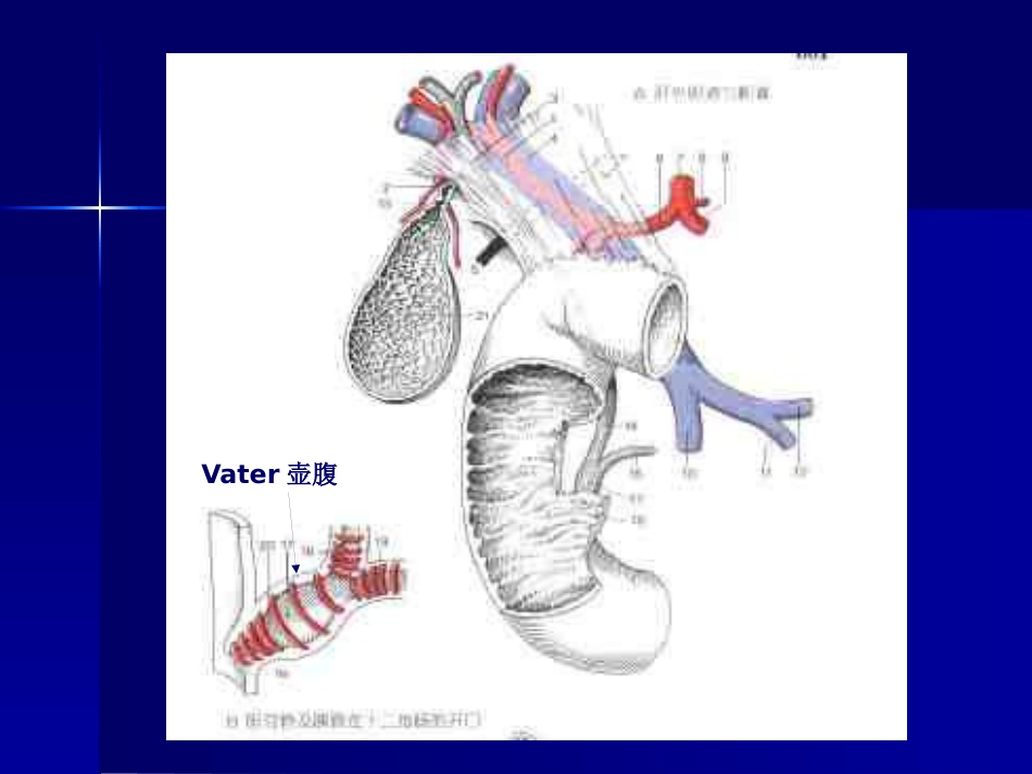 胆道疾病(11)_第7页