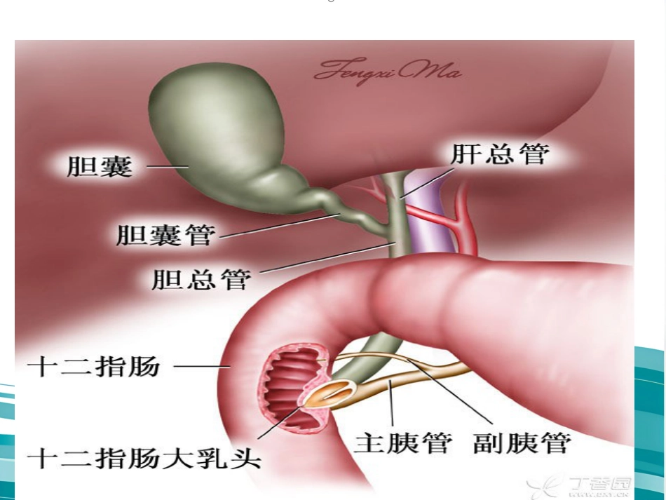 胆道疾病(12)_第11页