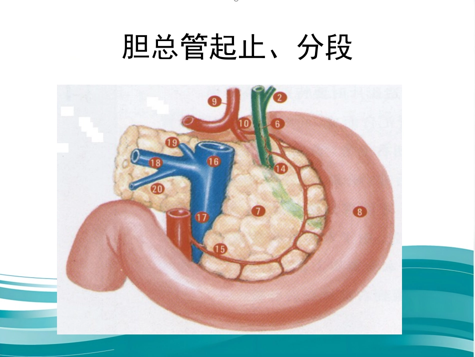 胆道疾病(12)_第12页