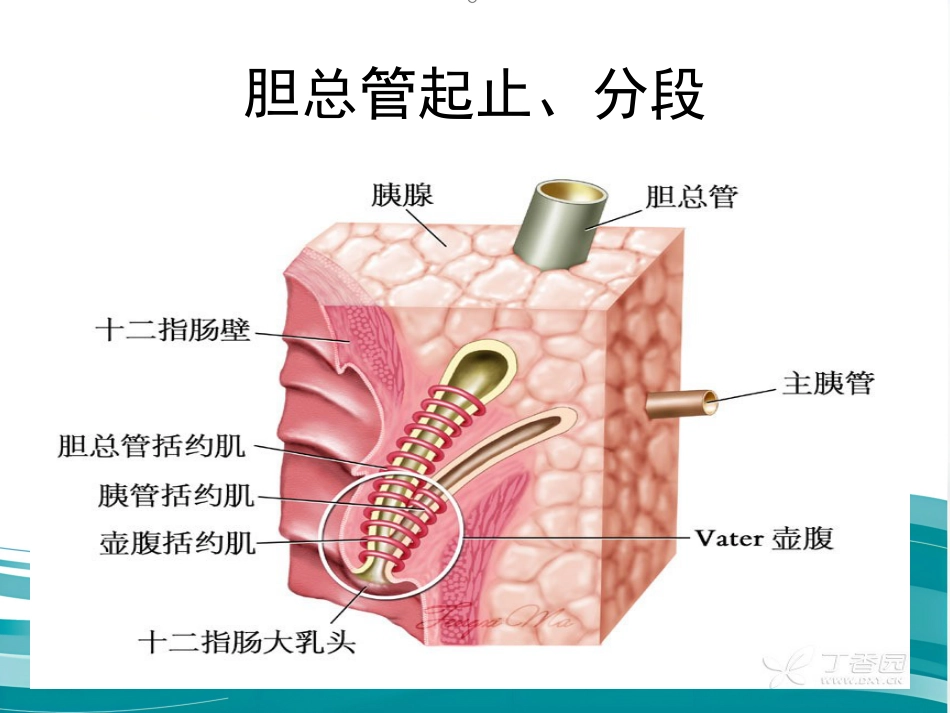 胆道疾病(12)_第13页