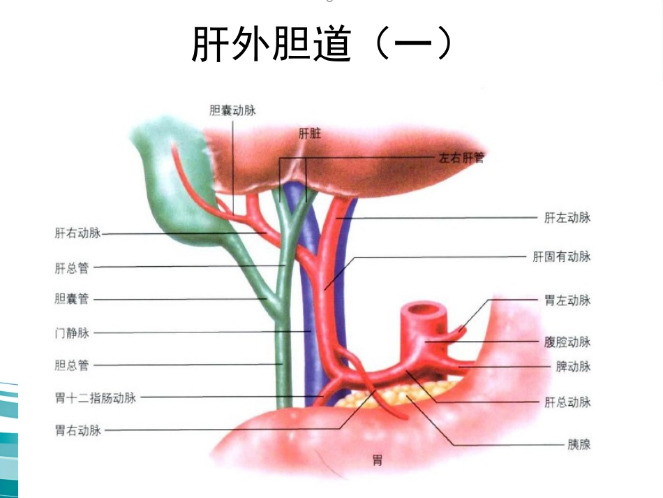 胆道疾病(12)_第7页