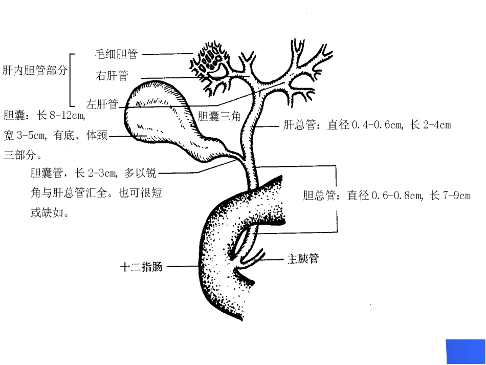 胆道疾病(13)_第3页