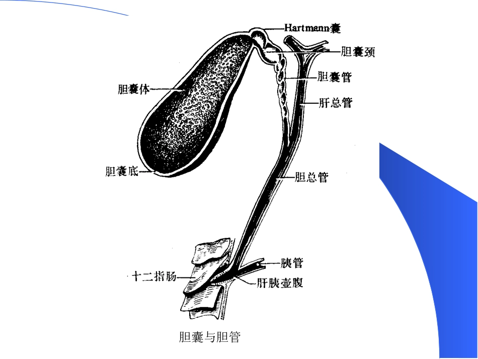 胆道疾病(13)_第5页