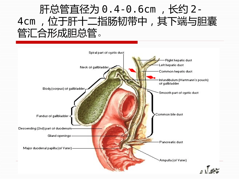 胆道疾病（15）_第12页