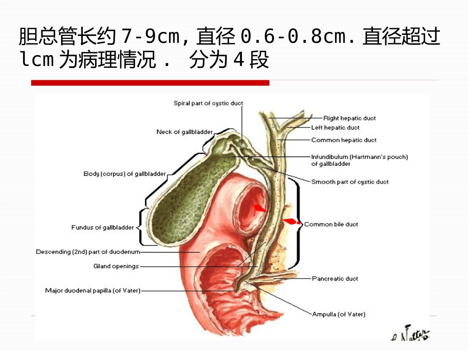 胆道疾病（15）_第13页