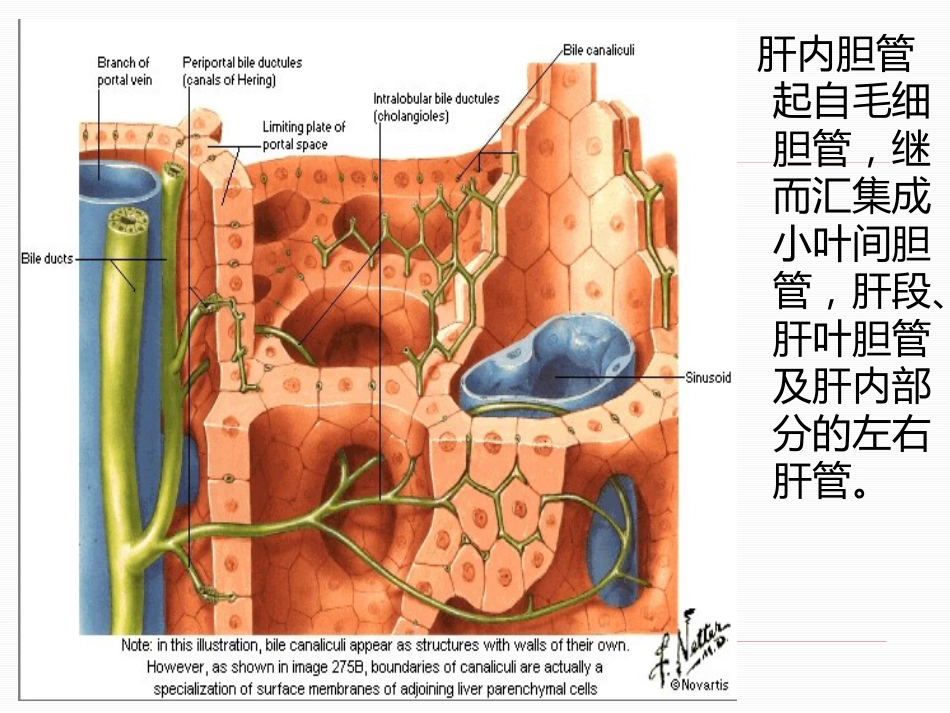 胆道疾病（15）_第6页