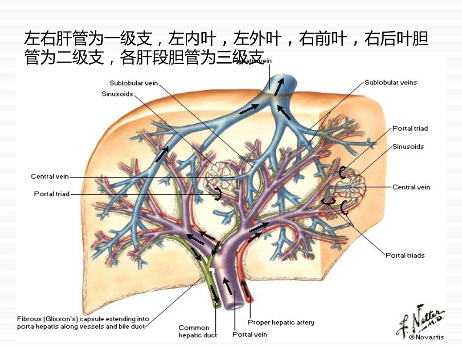 胆道疾病（15）_第7页