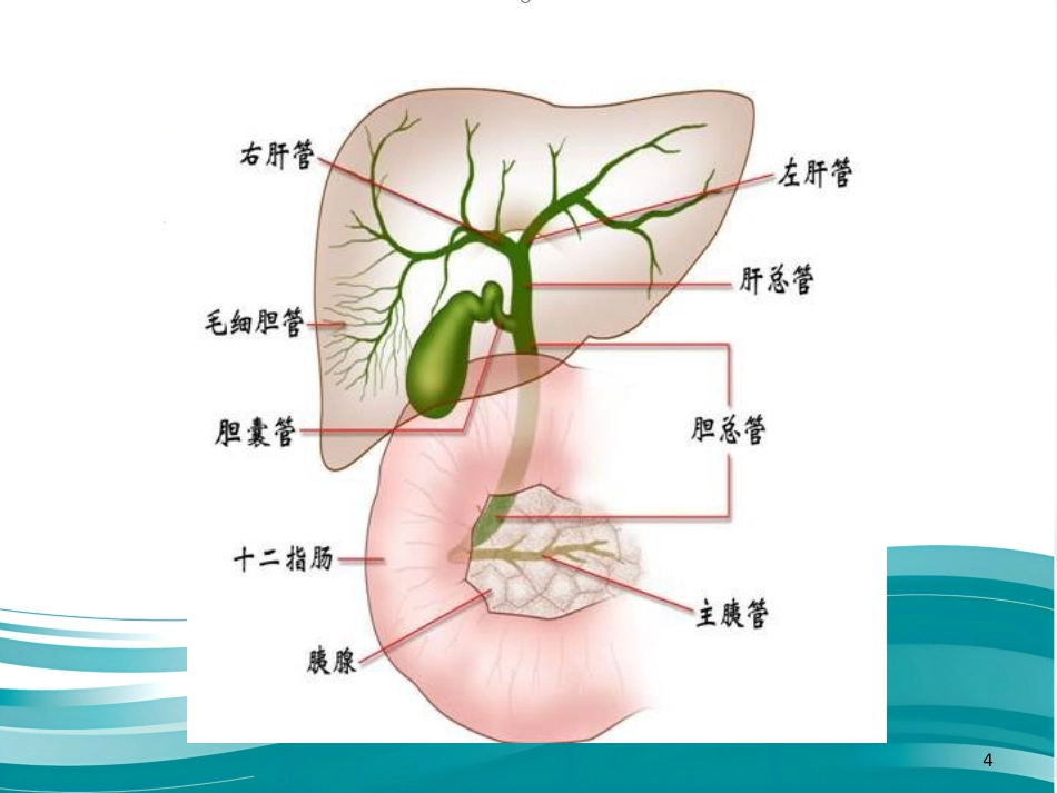 胆道疾病（16)_第4页