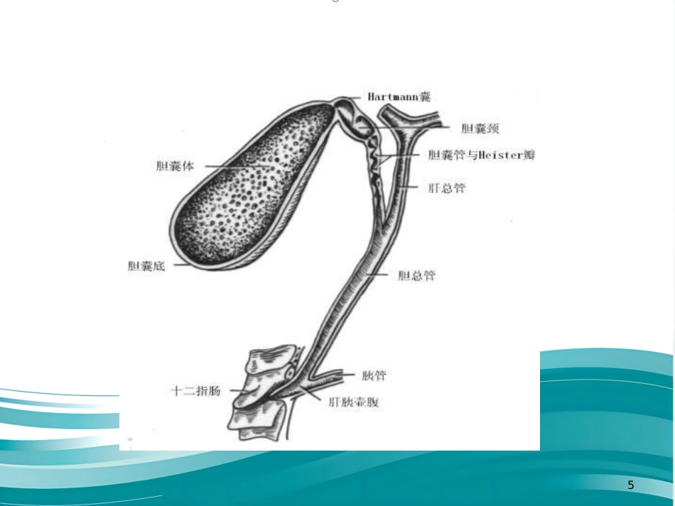 胆道疾病（16)_第5页