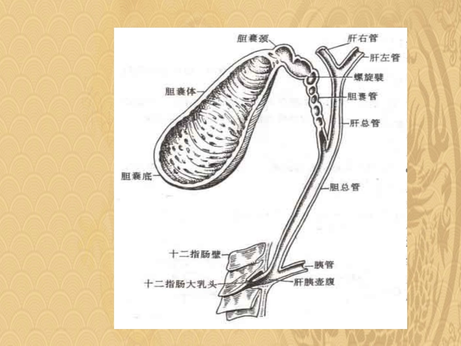 胆结石伴胆囊炎教学查房2021优选PPT_第8页