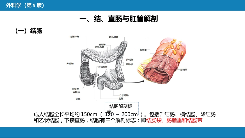 结、直肠与肛管疾病 第一、二、三节_第7页
