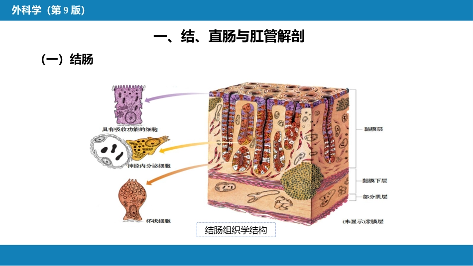 结、直肠与肛管疾病 第一、二、三节_第9页