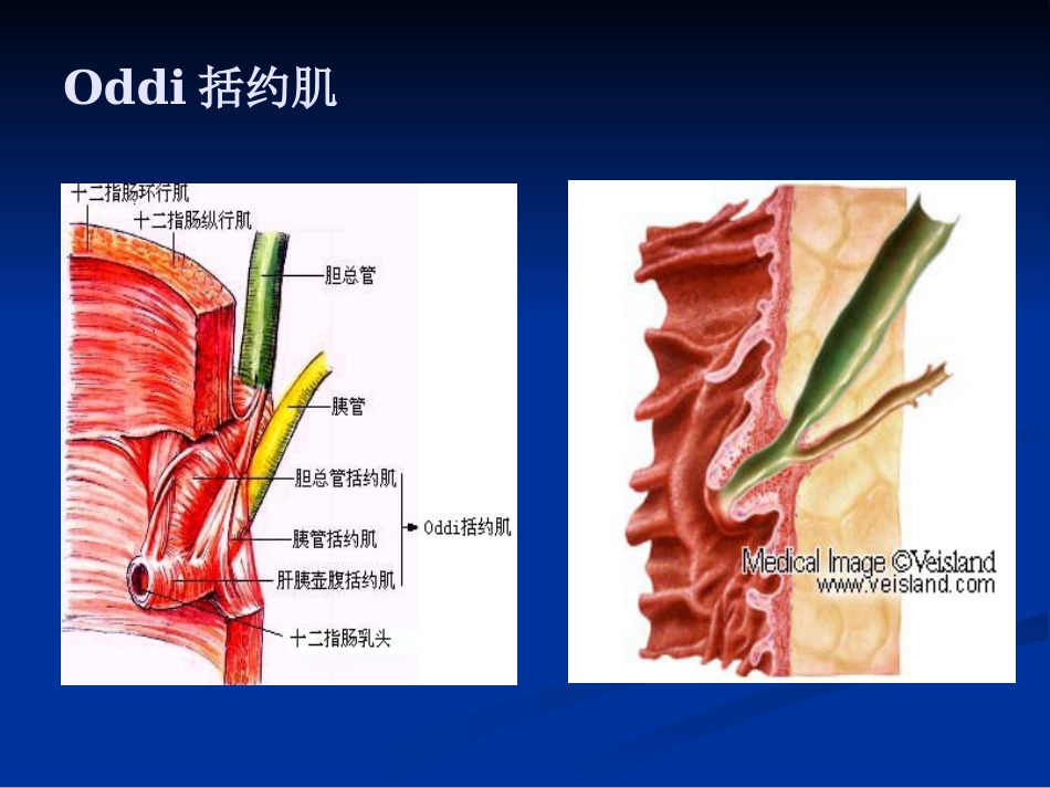 【医学课件】胆道胰腺疾病PPT_第10页