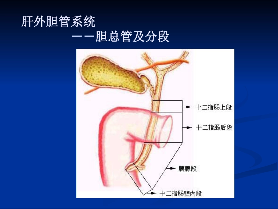 【医学课件】胆道胰腺疾病PPT_第12页