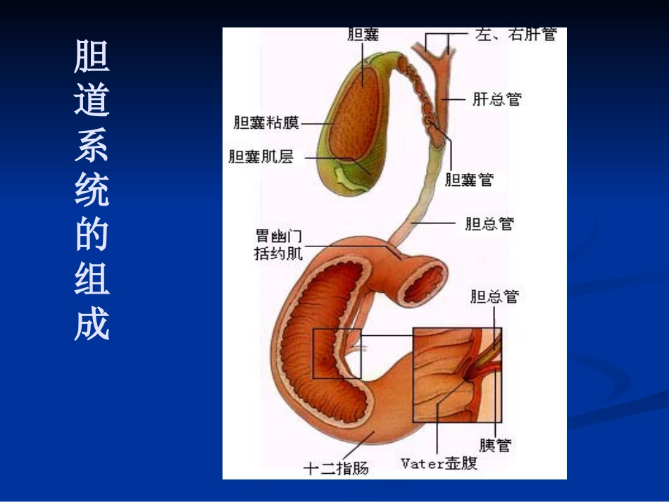 【医学课件】胆道胰腺疾病PPT_第7页